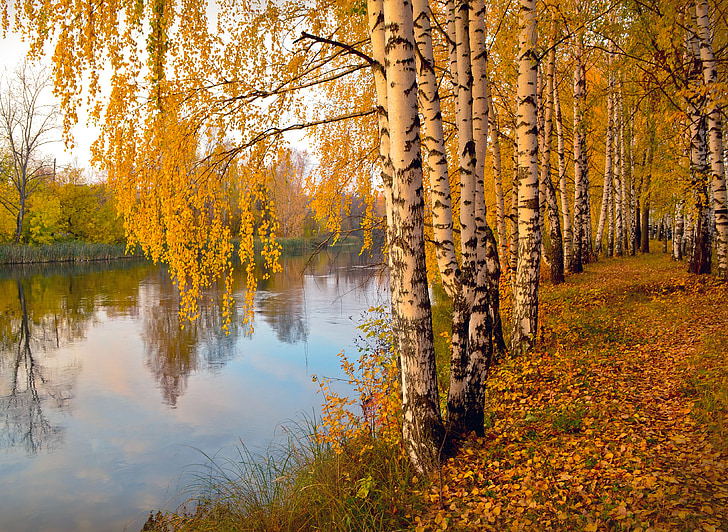 Есен, алея, бреза, жълти Есенни листа, златна есен, дървета, природата