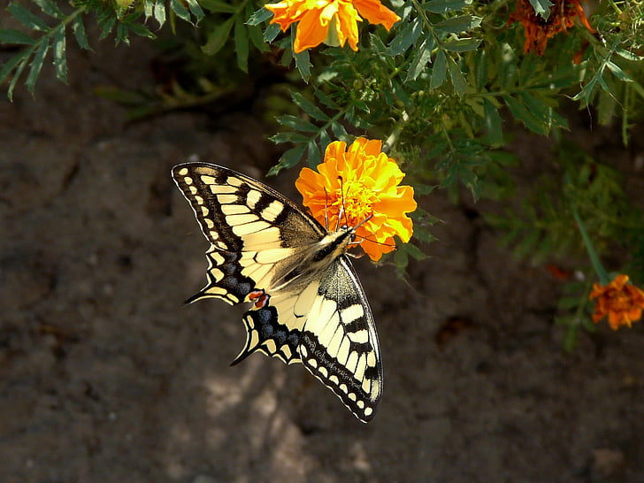 vlinder, bloemen, zomer, vlinder - insecten, dieren in het wild, insect, één dier