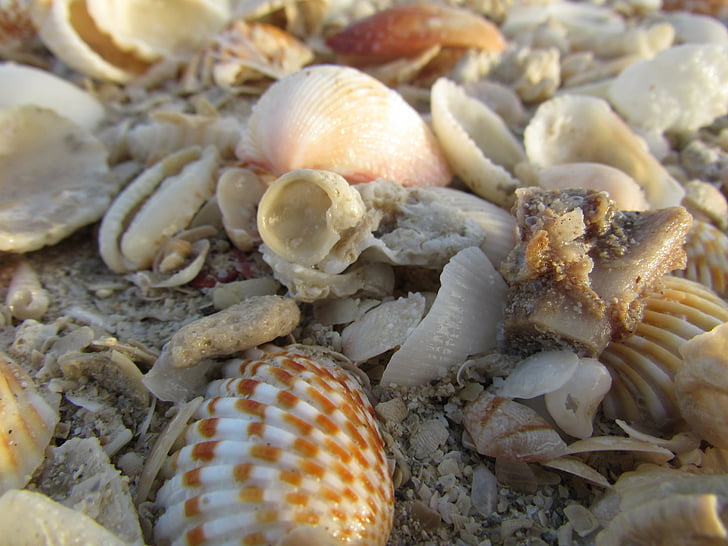 havet, muslingeskaller, Seashell, Beach, Ocean, Shell, kyst