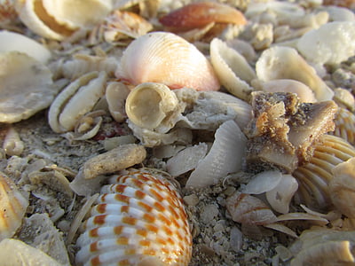 tenger, tengeri kagyló, kagyló, Beach, óceán, Shell, tengerpart