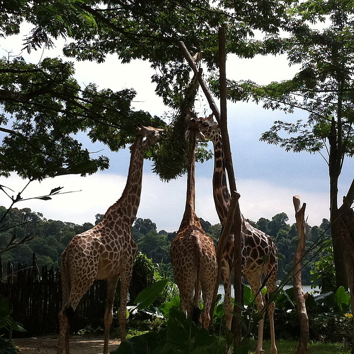 Parque zoológico, jirafas, árboles, jirafa, África, naturaleza, flora y fauna