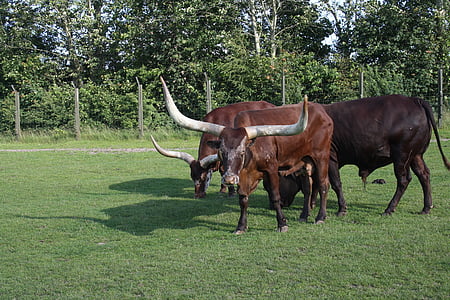 oxen, green, zoo, horn