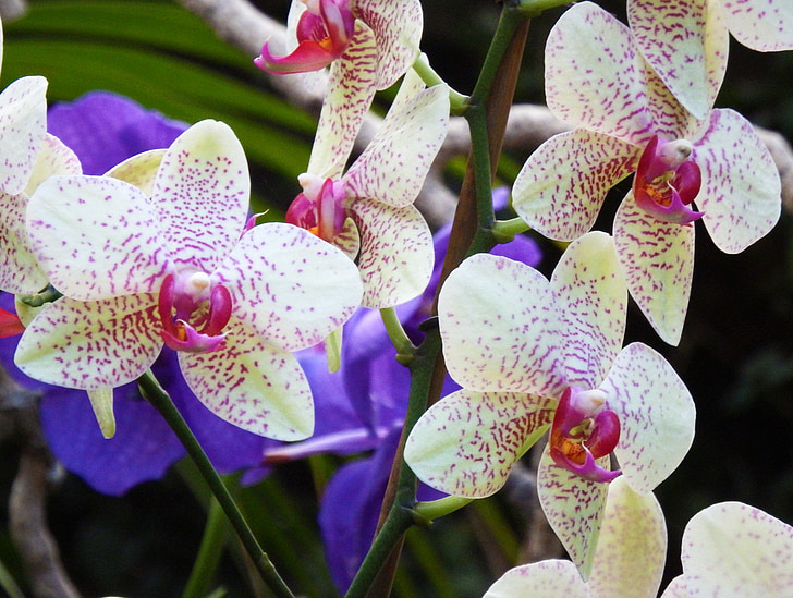 orkideat, kukat, värikäs, väri, valkoinen, eläkkeellä, vaaleanpunainen