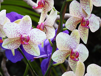 орхидеи, цветя, цветни, цвят, бяло, пенсионер, розово