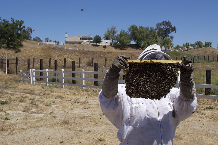 honning, honningbien, Honey jar, Bee, insekter, bier, insekt