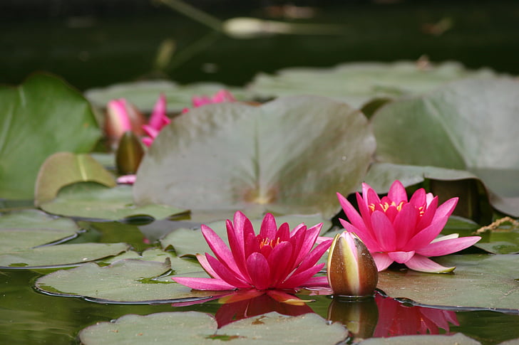 water lily, pink, flower, water, nature, lily, plant