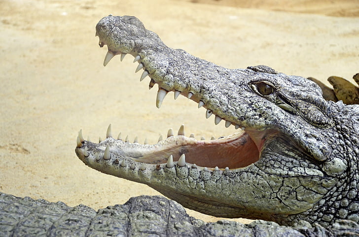 crocodile, lizard, africa, tooth, nature, reptile