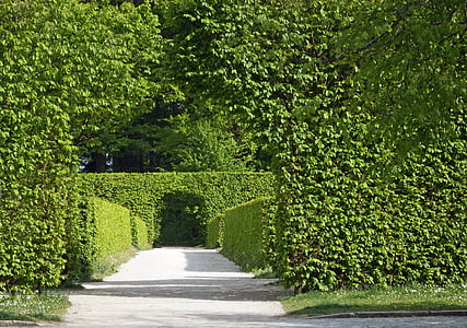 archway, hedges, green, leaves, rest, serenity, spring
