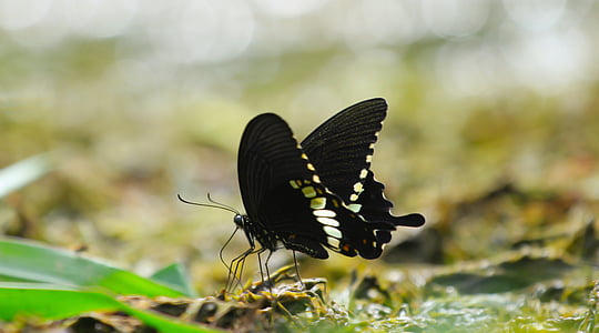 蝶, 昆虫, 自然, 夏, 動物, 翼, 飛ぶ