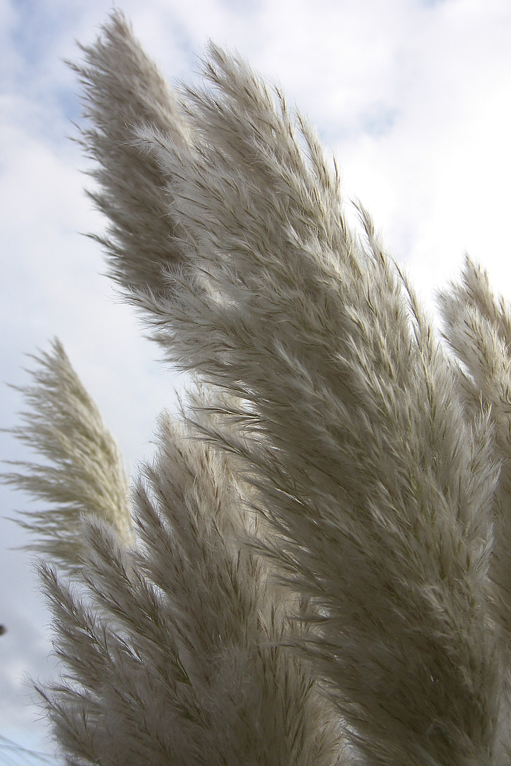 pampas, garden, white, plumes, nature, feather duster, plants