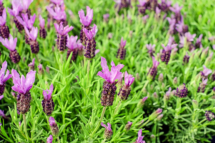 lavender, flowers, purple, bush, nature