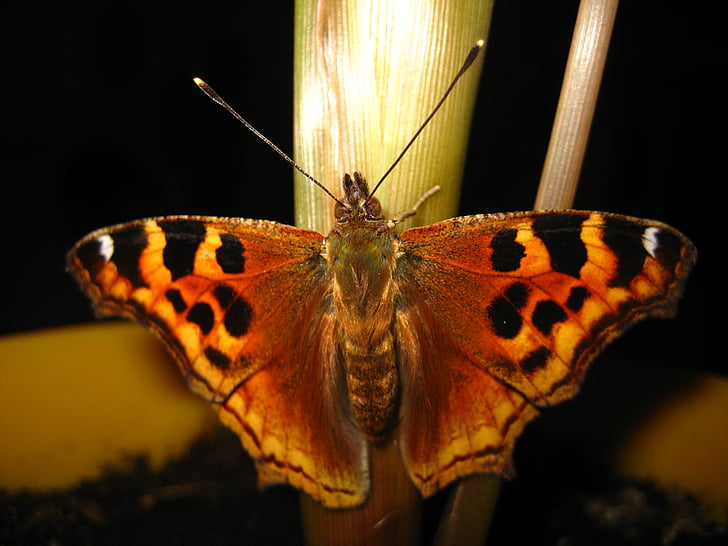 пеперуди, монарх, пеперуда, насекоми, крило, дива природа, бъг