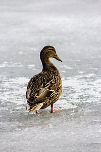 Duck, dyr, vand, vilde, fugl duck, kryds og tværs, vinter