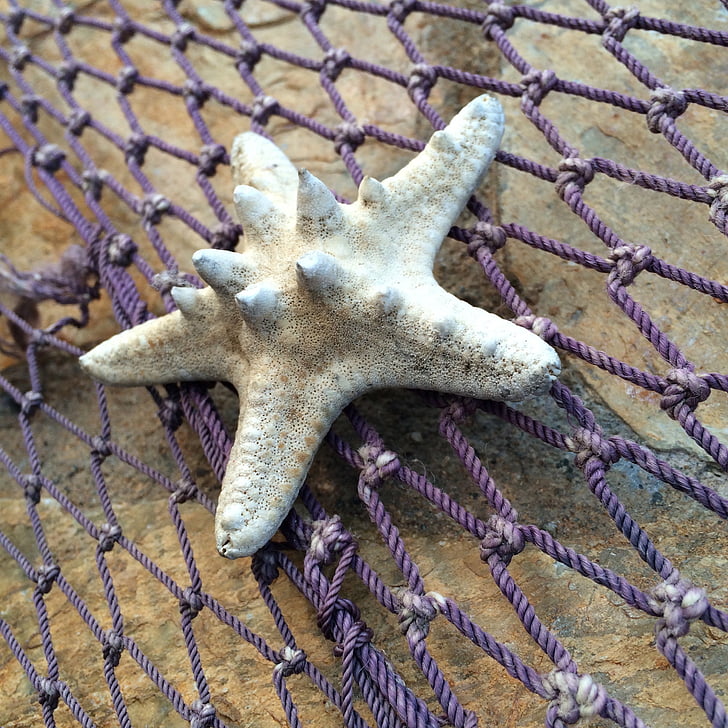 estrella de mar, red de pesca, Marina
