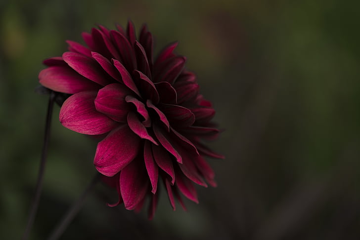 κόκκινο, Ντάλια, λουλούδι, άνθιση, Κλείστε, φωτογραφία, Μπαϊρόιτ