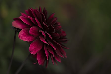 red, dahlia, flower, bloom, close, photo, bayreuth
