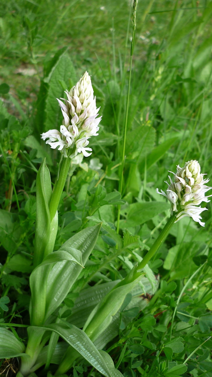 orchis tridentata, albino, white-flowered rarity, german orchid, nature conservation, pointed flower, nature