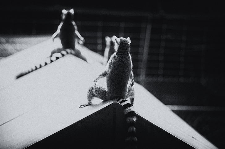Lemure catta, centro di Duke lemur, Durham nc, sole del mattino, bianco e nero, sul tetto