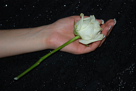 vrtnice, divje, Rose, modra, nebo, roke, Poroka
