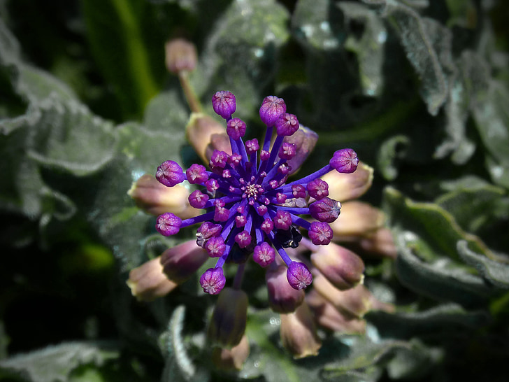 Wild flower, Krása, symetrie, detaily, lila