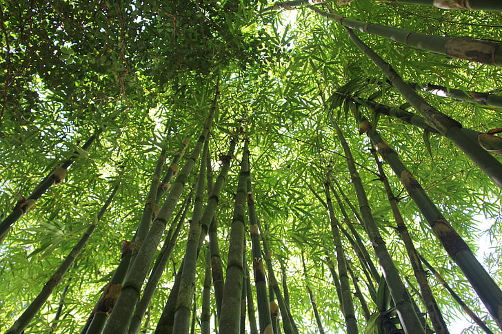 Bambus, Bambus-Wald, Hawaii-Bambus, Natur, Grün, Wald, Anlage