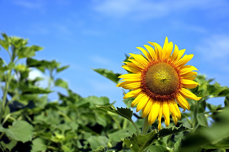 thailand, sunflower, yellow, nature, sky
