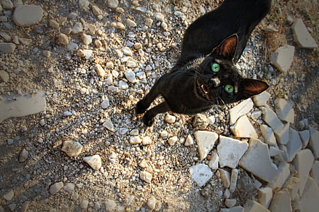 cat, black, view, stones, black cat, eyes, pet