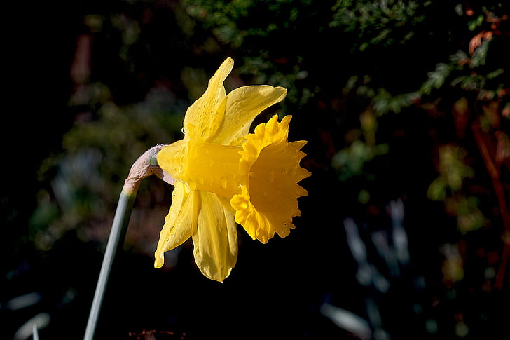 narcissus, daffodil, flower, blossom, bloom, yellow, garden