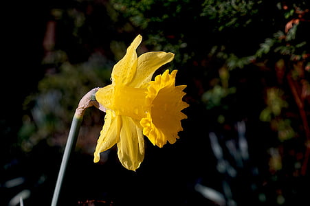 Narcissus, narcise, puķe, zieds, Bloom, dzeltena, dārza