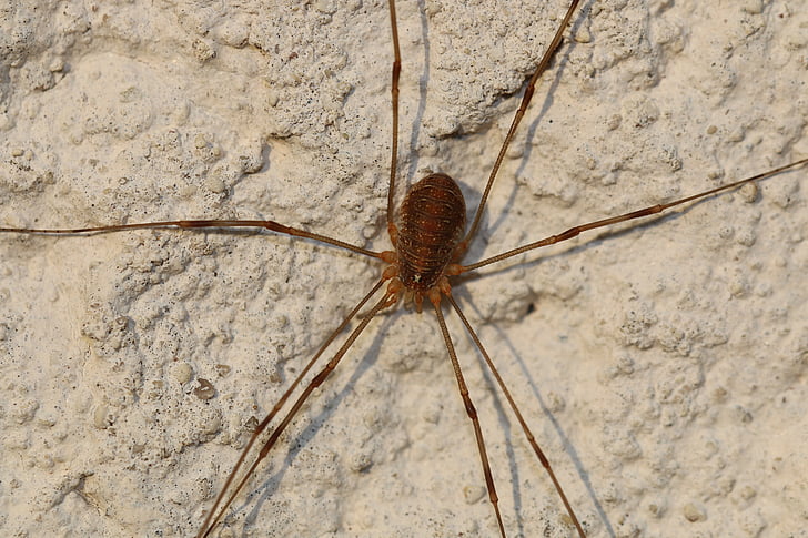паук, Природа, насекомое, стена