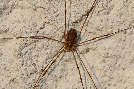 spider, nature, insect, wall