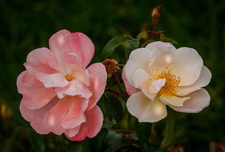 roser, Pink rose, hvid rose, Efterår roser, Blossom, Bloom, blomster
