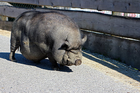 cerdo de la olla de vientre, cerdo, puerca, espesor, animal, granja, ganado
