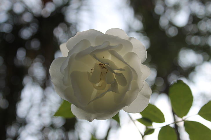 white, rose, white rose