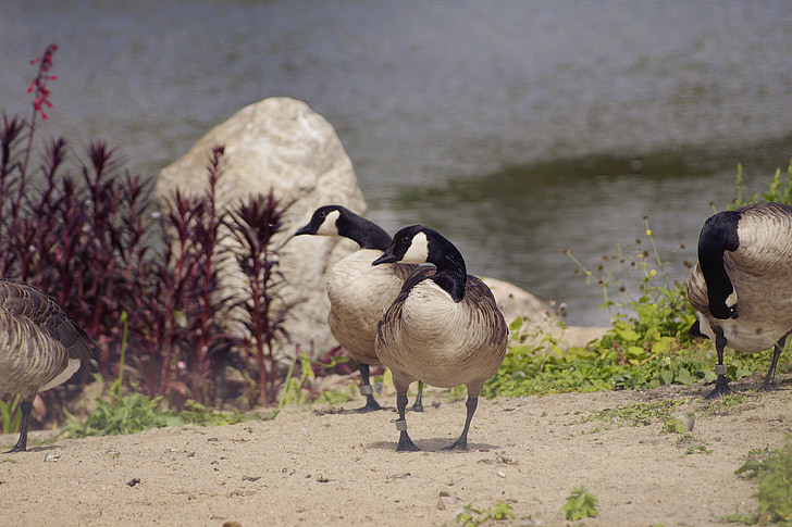Canada goose, ptáci, Branta canadiensis, tallinnské zoo