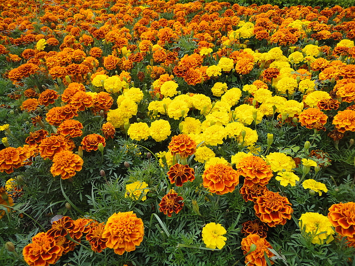 cempazúchitl, gėlės, gėlė, geltona, oranžinė, geltona gėlė, sodas