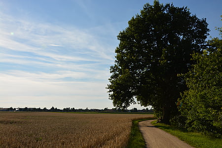 dub, pšeničné pole, cesta, léto, obloha