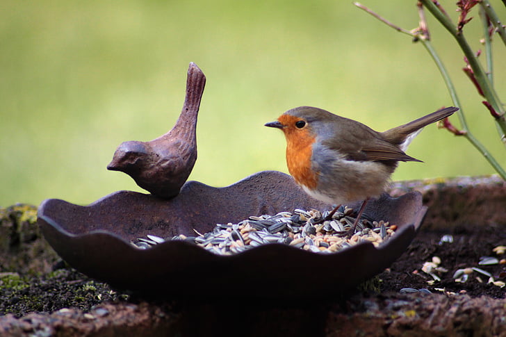 Robin, ptica, ptičje seme, Ptičja kopel, živali, jesti, Peck