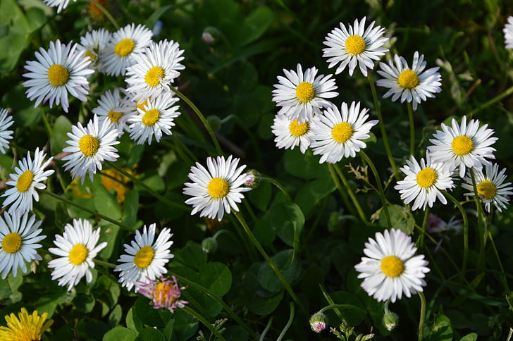 daisies, daisy, white, spring, meadow, yellow, blossom