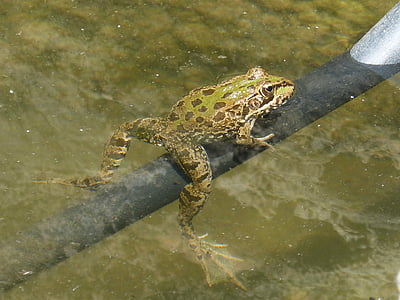 frog, raft, irrigation, batrachian, croak, float, amphibious
