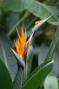 strelitzia, Βοτανικός Κήπος, λουλούδι πουλιών του παραδείσου, φύση, φύση, χόρτα, λουλούδι