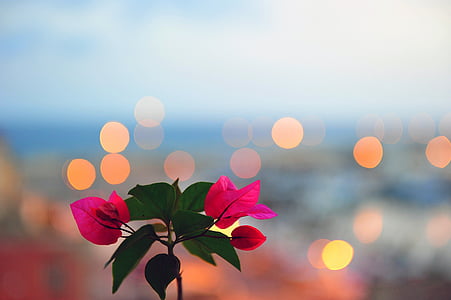 Hoa, Bokeh, bối cảnh, đèn chiếu sáng, màu hồng, Hoa