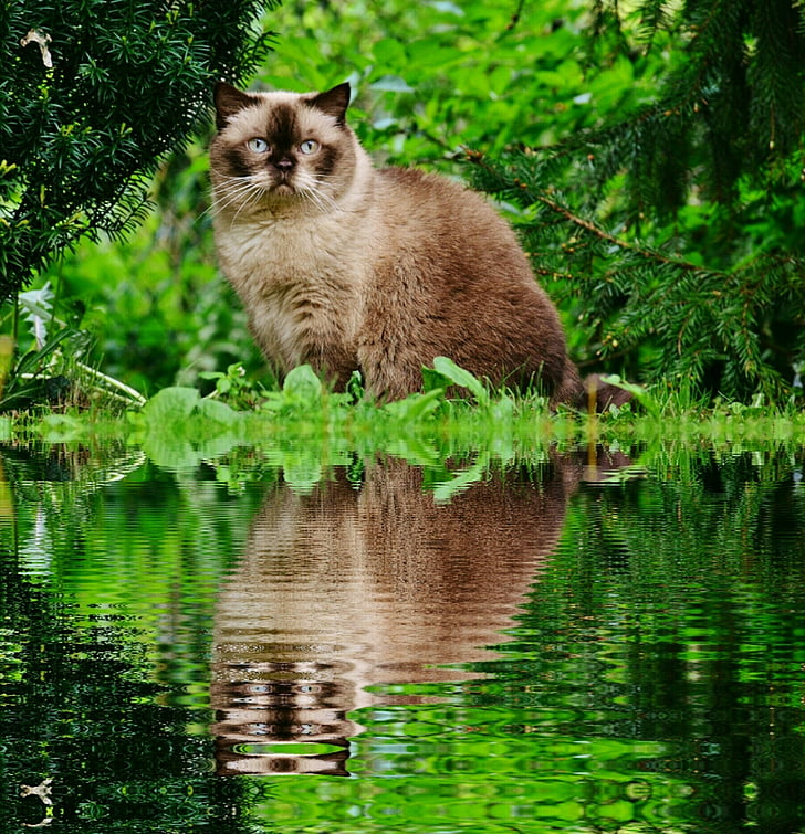 gat, gat britànic de pèl curt, Banc, reflectint, l'aigua, ull blau, jardí