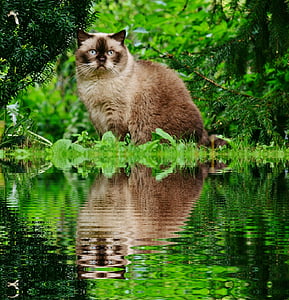 katt, Brittiskt Korthår, Bank, spegling, vatten, blått öga, trädgård