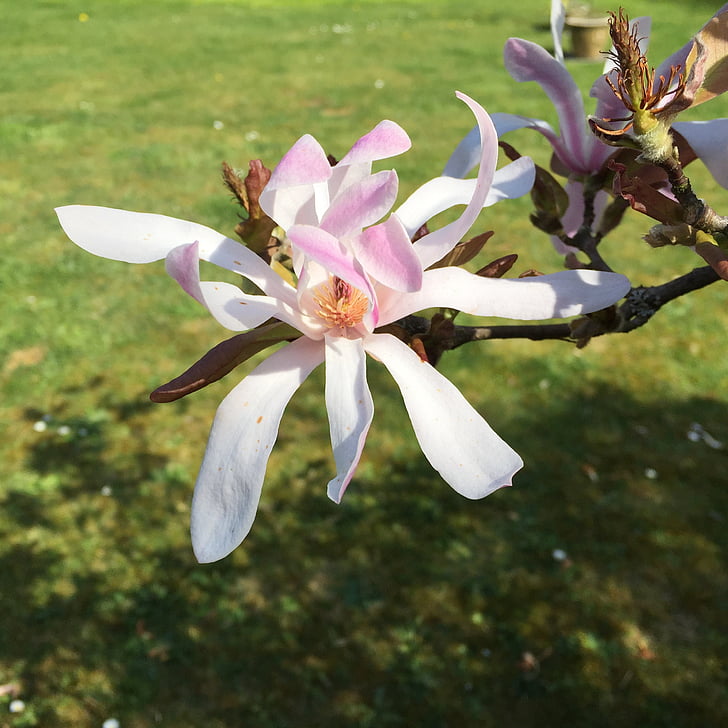 kwiat, Magnolia, Natura, wiosna, kwitnienia, Magnolia Gwiaździsta, Flora