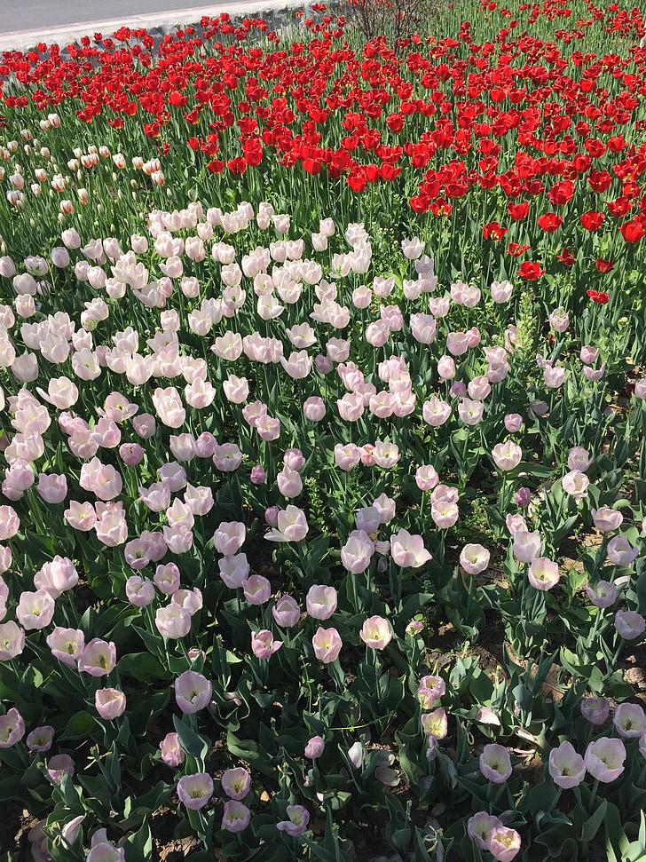 Tulipa, flors, dos, flor, natura, planta, l'estiu
