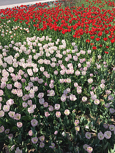 tulipano, fiori, due, fiore, natura, pianta, estate