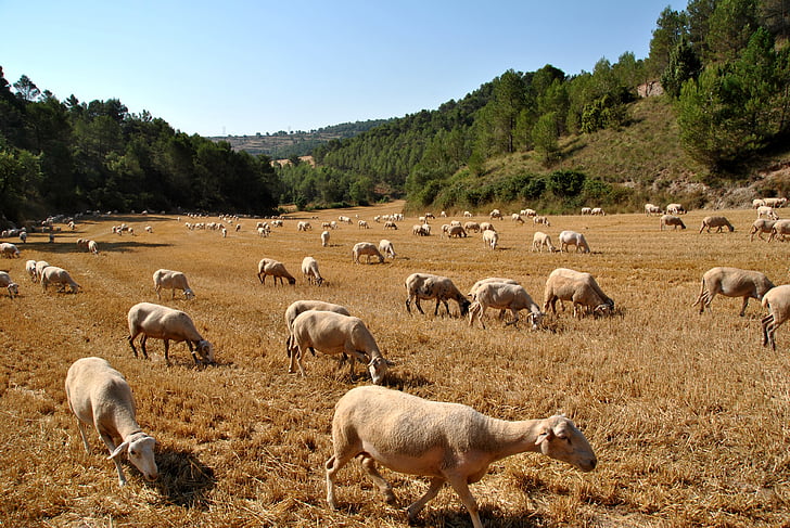 lambad, kitse, loodus, karja, talu, looma, põllumajanduslooma