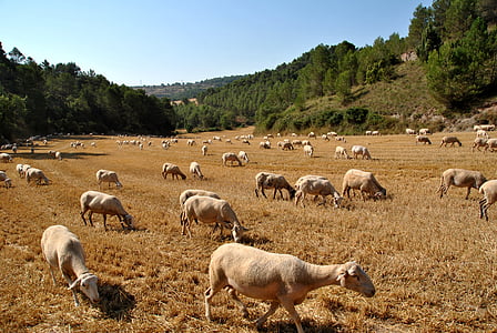 羊, ヤギ, 自然, 群れ, ファーム, 動物, 農場の動物