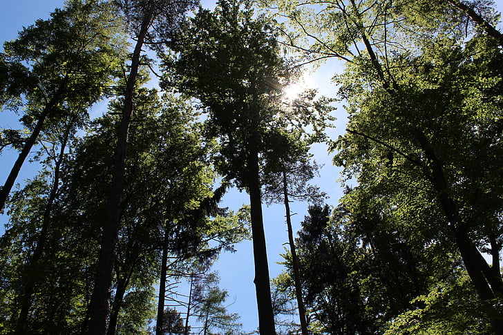 natura, foresta, alberi